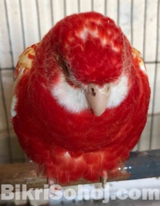 RUBINO ROSELLA ADULT FEMALE